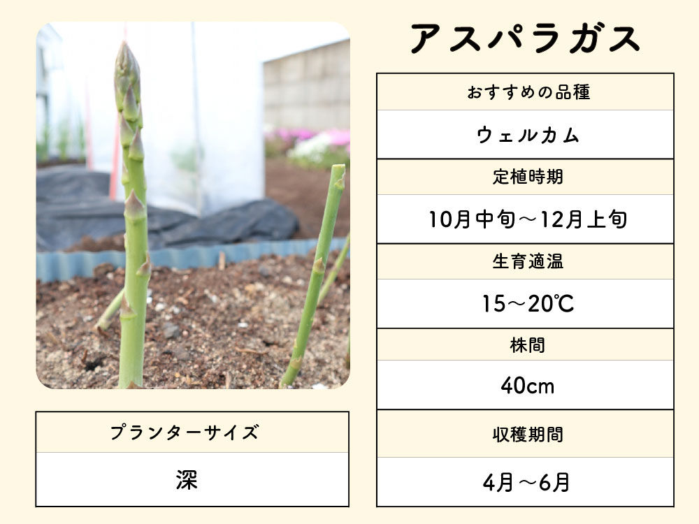 家庭菜園初心者がプランター栽培を始める方法！有機栽培での育て方も紹介｜有機野菜とだいじなはなし｜みっくすなっつ アイチョイスのWEBマガジン